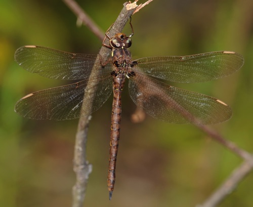 Female
31 Aug 2008  SC
